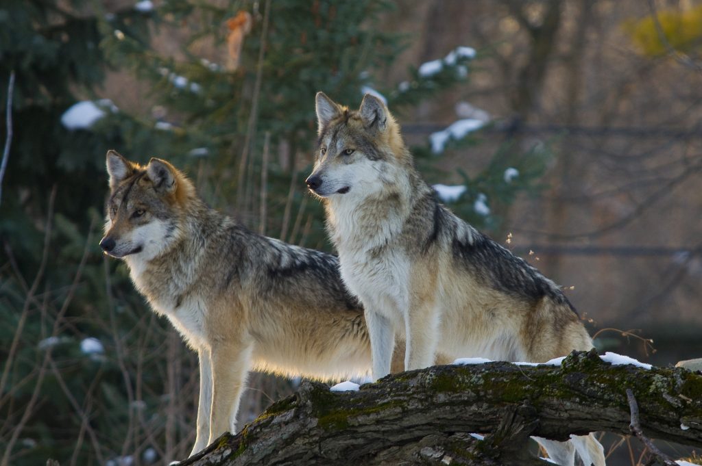 let-s-return-the-mexican-wolf-to-texas-rio-grande-chapter